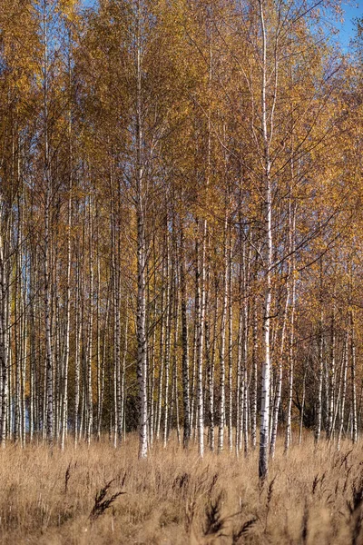 Világos Sárga Színű Nyírfa Levelek Ágak Ősszel Természetes Texturált — Stock Fotó