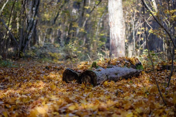 Abstracte Achtergrondpatroon Van Gele Herfst Boom Verlaat Warme Kleuren — Stockfoto