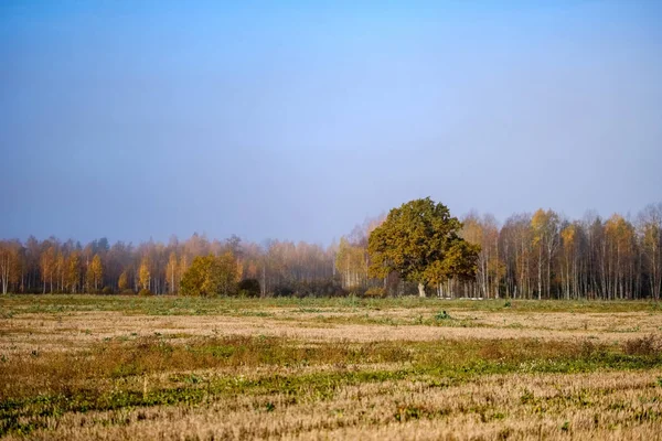 Empty Field Late Autumn Brown Fall Colors — Stock Photo, Image