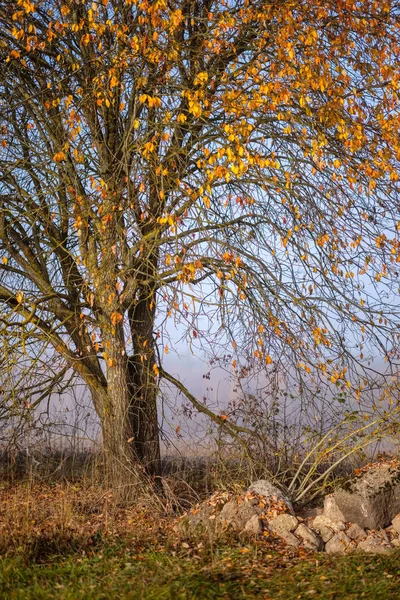 Schöne Grasnarben Herbstnebel Auf Dem Land Mit Geringer Schärfentiefe Nebelschwaden — Stockfoto