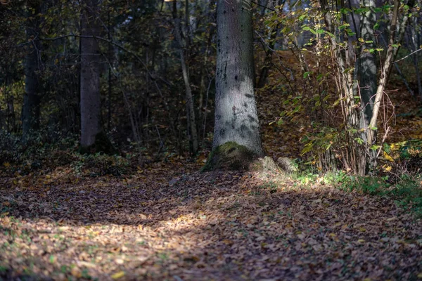 Природна Туристична Стежка Лісі Наприкінці Осені Кольоровими Листям Яскравим Небом — стокове фото