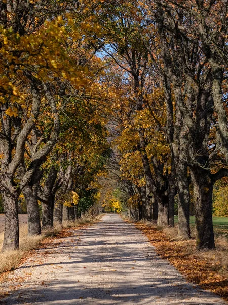 country gravel road in autumn colors with tree alley way on both sides and shadows acros gravel