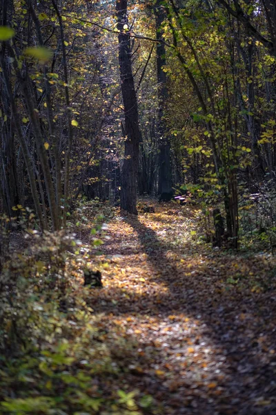 Přirozené Turistické Stezky Lesích Pozdním Podzimu Některými Barevné Listy Jasná — Stock fotografie