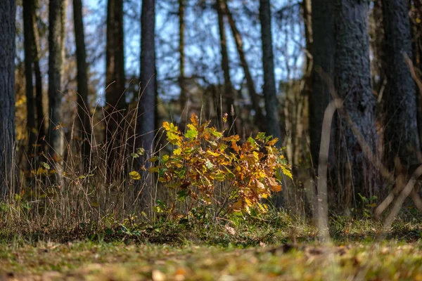 いくつかの紅葉と明るい空と晩秋の森の中で自然の観光トレイル — ストック写真