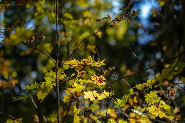 Абстрактний Фон Візерунок Жовтого Осіннього Листя Дерева Теплі Кольори — стокове фото
