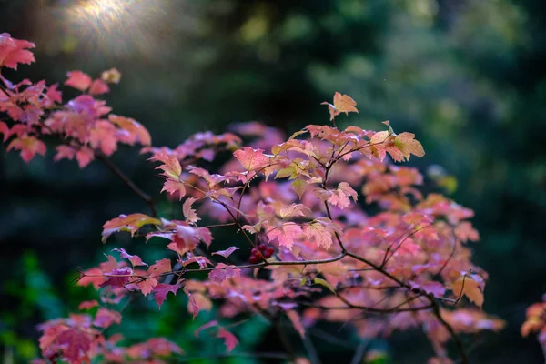 Голі Осінні Дерева Кількома Червоними Листям Зеленому Розмитому Фоні Восени — стокове фото