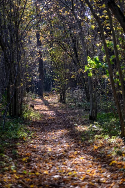 Naturliga Turiststråken Skogen Senhösten Med Några Färgade Blad Och Ljusa — Stockfoto