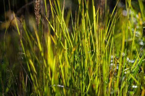 Follaje Verde Principios Otoño Con Fondo Borroso Algunas Hojas Otoño —  Fotos de Stock