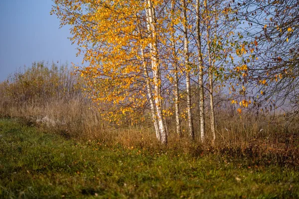 Befriedigung Der Sinne Oder Des Geistes Ästhetisch Einsame Herbstbäume Die — Stockfoto