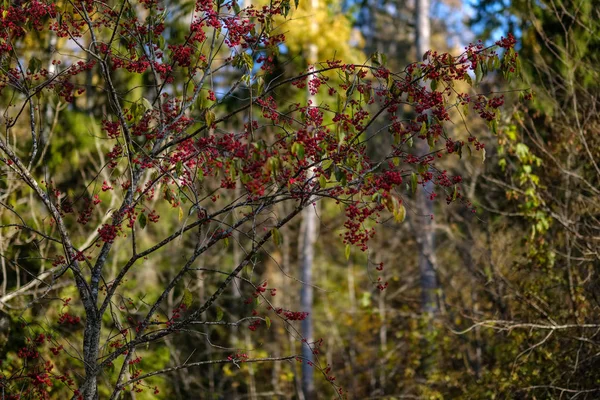 Árboles Otoño Desnudos Con Pocas Hojas Rojas Sobre Fondo Borroso — Foto de Stock