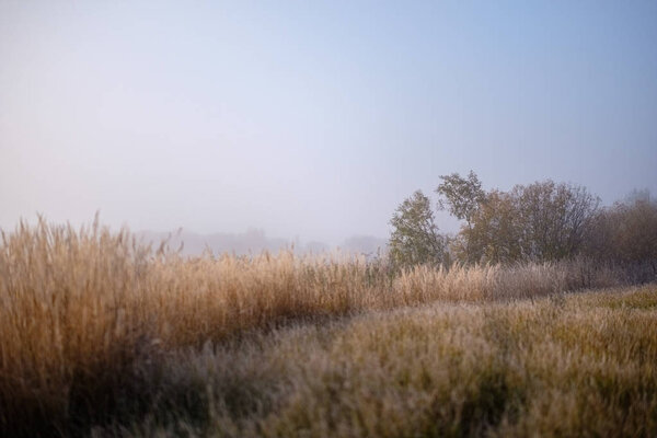 beautiful grass bents in autumn mist at countryside with shallow depth of field. foggy background