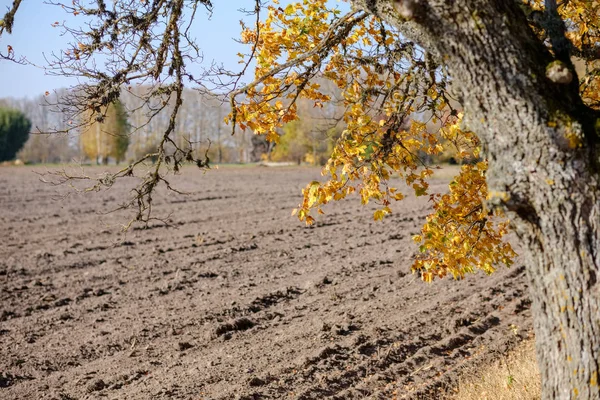 Pole Puste Świeżo Uprawiane Agro Późną Jesienią Jasnym Świetle Dziennym — Zdjęcie stockowe