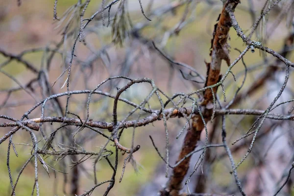 Pineta Secca Autunno Texture Delicata Tronchi Albero Sfondo Sfocato — Foto Stock