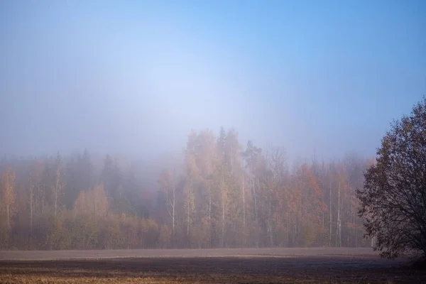 Pleasing Senses Mind Aesthetically Lonely Autumn Trees Hiding Mist Fall — Stock Photo, Image