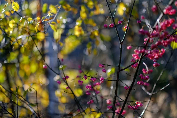 Nackte Herbstbäume Mit Wenigen Roten Blättern Auf Grünem Verschwommenem Hintergrund — Stockfoto