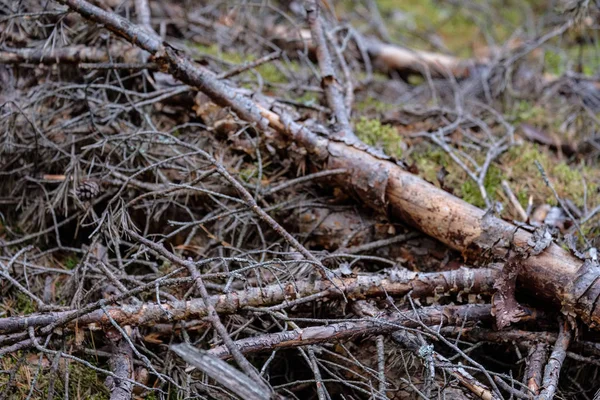 Forêt Sèche Pins Automne Texture Douce Des Troncs Arbre Fond — Photo