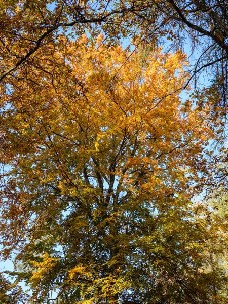 bright yellow colored birch tree leaves and branches in autumn. textured natural background