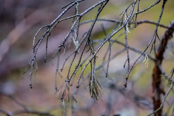 Suchý Borového Lesa Podzim Jemná Textura Kmenů Stromů Rozostření Pozadí — Stock fotografie