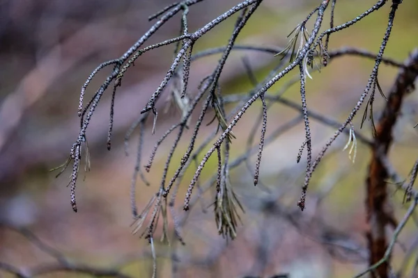 Forêt Sèche Pins Automne Texture Douce Des Troncs Arbre Fond — Photo