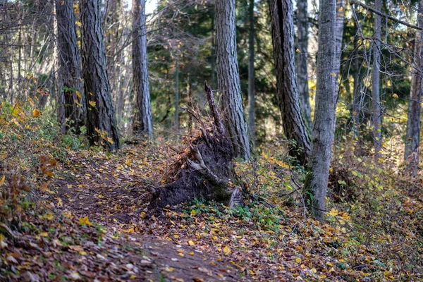 Naturliga Turiststråken Skogen Senhösten Med Några Färgade Blad Och Ljusa — Stockfoto