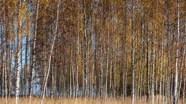 Világos Sárga Színű Nyírfa Levelek Ágak Ősszel Természetes Texturált — Stock Fotó