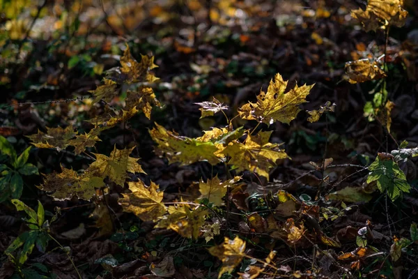 Trilha Turística Natural Madeiras Final Outono Com Algumas Folhas Coloridas — Fotografia de Stock