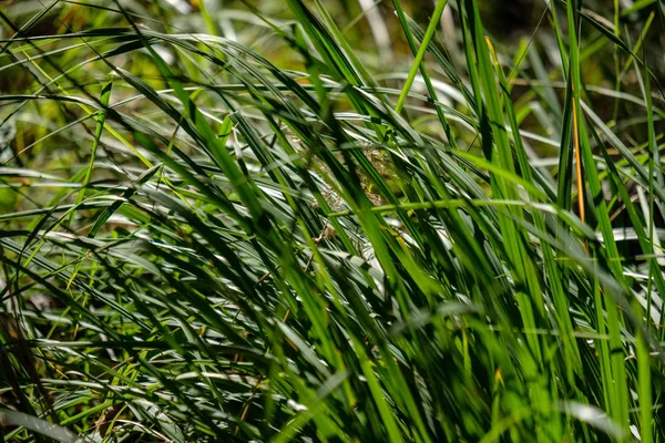 Gröna Blad Början Hösten Med Oskärpa Bakgrund Och Några Färgade — Stockfoto