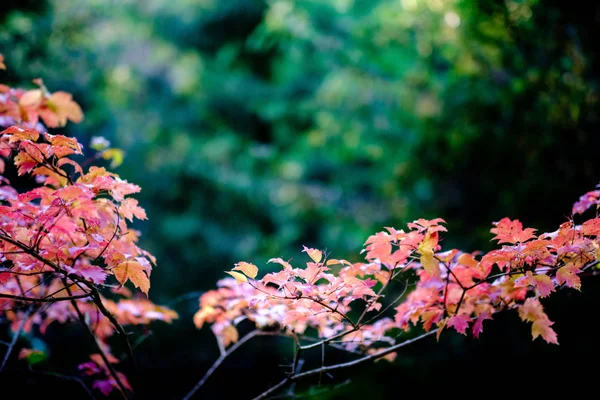 Nahý Podzimní Stromy Několika Červenými Listy Zelené Rozostření Pozadí Podzim — Stock fotografie