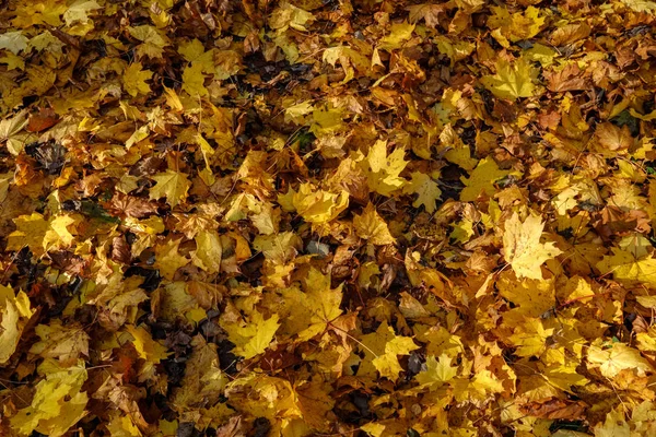 Vzorku Abstraktní Pozadí Žluté Podzimní Strom Listy Teplé Barvy — Stock fotografie