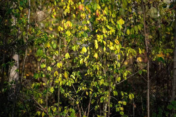 Folhas Bétula Coloridas Amarelas Brilhantes Ramos Outono Fundo Natural Texturizado — Fotografia de Stock