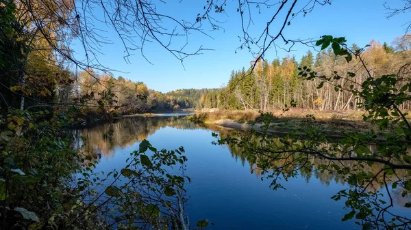 Rio Floresta Outono Colorido País Rio Gauja Letônia Perto Cidade — Fotografia de Stock