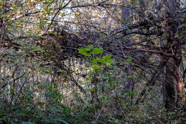 Naturlehrpfad Wald Spätherbst Mit Einigen Farbigen Blättern Und Hellem Himmel — Stockfoto