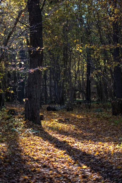 Naturliga Turiststråken Skogen Senhösten Med Några Färgade Blad Och Ljusa — Stockfoto