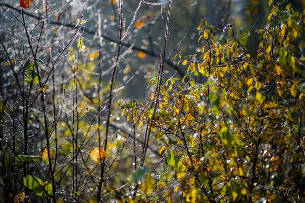 黄色の木は秋の抽象的な背景パターンを残します 温かみのある色調 — ストック写真
