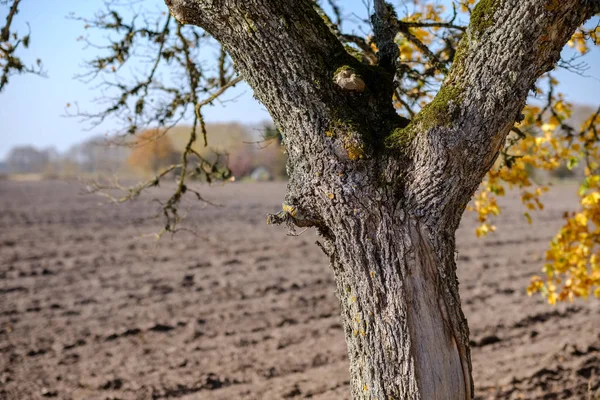 Pole Puste Świeżo Uprawiane Agro Późną Jesienią Jasnym Świetle Dziennym — Zdjęcie stockowe