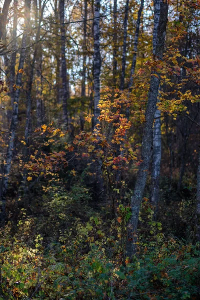 Brzoza Jasny Żółty Kolorowe Liście Gałęzie Jesieni Teksturowanej Tło Naturalne — Zdjęcie stockowe