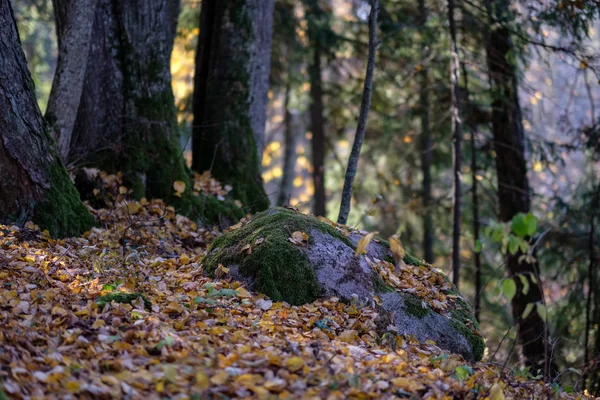 いくつかの紅葉と明るい空と晩秋の森の中で自然の観光トレイル — ストック写真