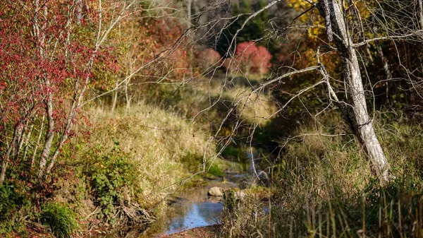 Naked Autumn Trees Few Red Leaves Green Blur Background Fall — Stock Photo, Image