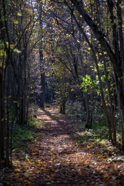 Naturliga Turiststråken Skogen Senhösten Med Några Färgade Blad Och Ljusa — Stockfoto