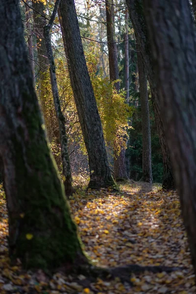 いくつかの紅葉と明るい空と晩秋の森の中で自然の観光トレイル — ストック写真