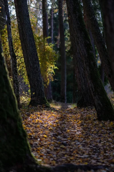 Sentiero Turistico Naturale Nei Boschi Nel Tardo Autunno Con Alcune — Foto Stock