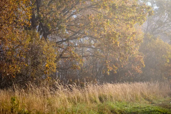 Приємні Відчуття Або Розум Естетично Самотні Осінні Дерева Ховаються Тумані — стокове фото