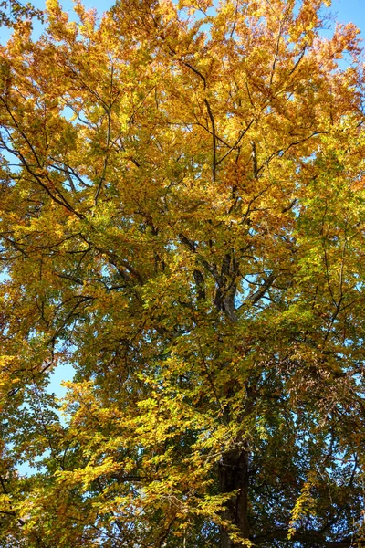 Abstrakte Hintergrundmuster Von Gelben Herbstbaumblättern Warme Farben — Stockfoto