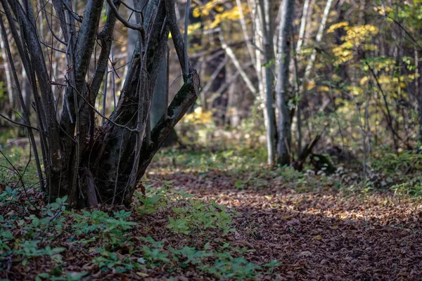 Přirozené Turistické Stezky Lesích Pozdním Podzimu Některými Barevné Listy Jasná — Stock fotografie