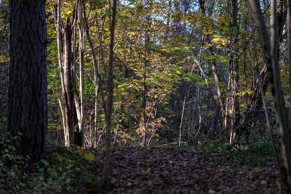 Sendero Turístico Natural Bosques Finales Otoño Con Algunas Hojas Colores — Foto de Stock