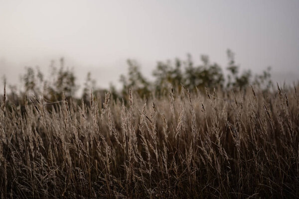beautiful grass bents in autumn mist at countryside with shallow depth of field. foggy background