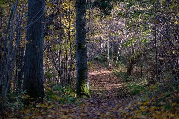 Természetes Turistaúton Erdőben Késő Ősszel Néhány Színes Levelek Világos — Stock Fotó
