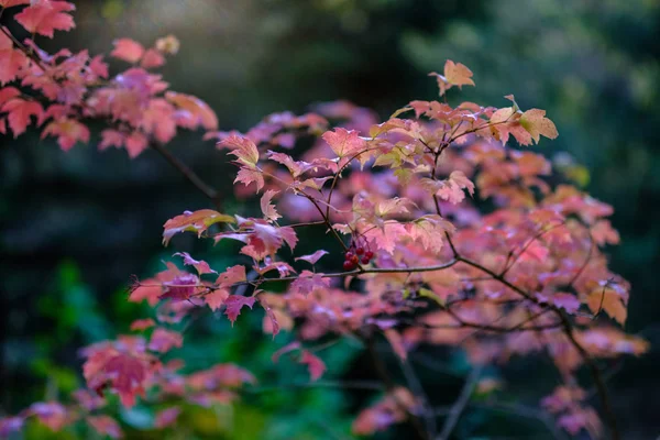 Naakte Herfst Bomen Met Enkele Rode Bladeren Groene Wazig Achtergrond — Stockfoto