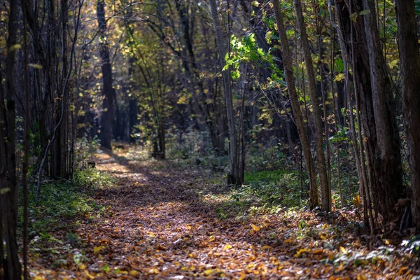 Přirozené Turistické Stezky Lesích Pozdním Podzimu Některými Barevné Listy Jasná — Stock fotografie