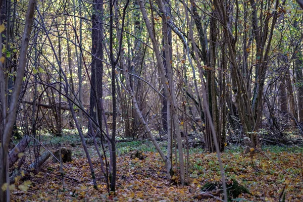 自然的旅游线索在树林中 在深秋与一些彩色的叶子和明亮的天空 — 图库照片